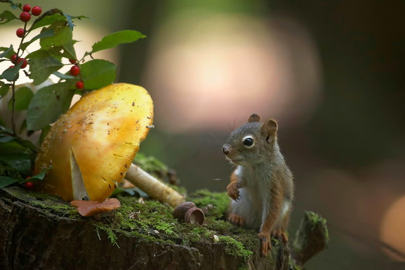 mushroom, 1080P, moss, animals, macro, chipmunks