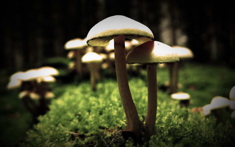 tree, vegetable, focus on foreground, freshness, no people, close-up, land, moss, plant, fungus, fragility, forest, toadstool, mushroom, growth, 1080P