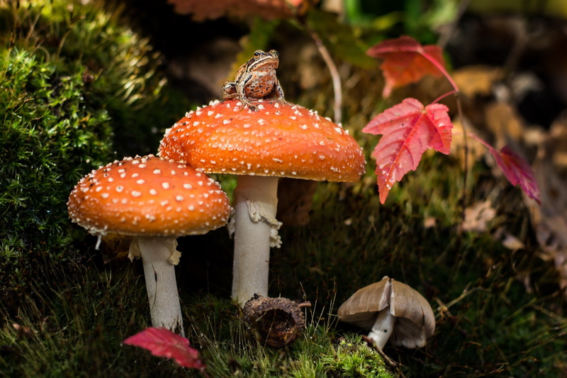 1080P, moss, mushrooms, frog, mushroom