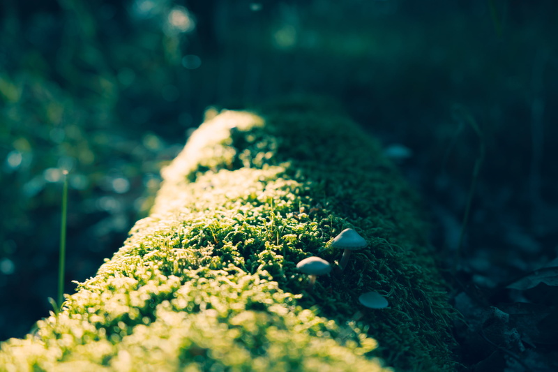 moss, plants, nature, mushroom, macro, sunlight, 2K, render
