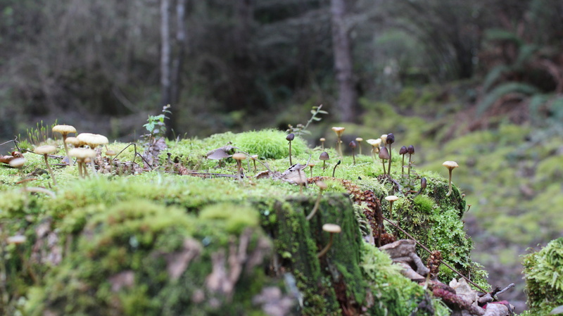 group of animals, day, food, fungus, outdoors, no people, land, forest, moss, mushroom, nature, field, 5K, growth, selective focus, tree, vegetable, large group of animals