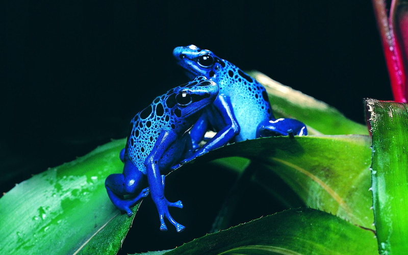 poisonous, 1080P, blue, animals, frogs, leaf, blue dart, poison, darts