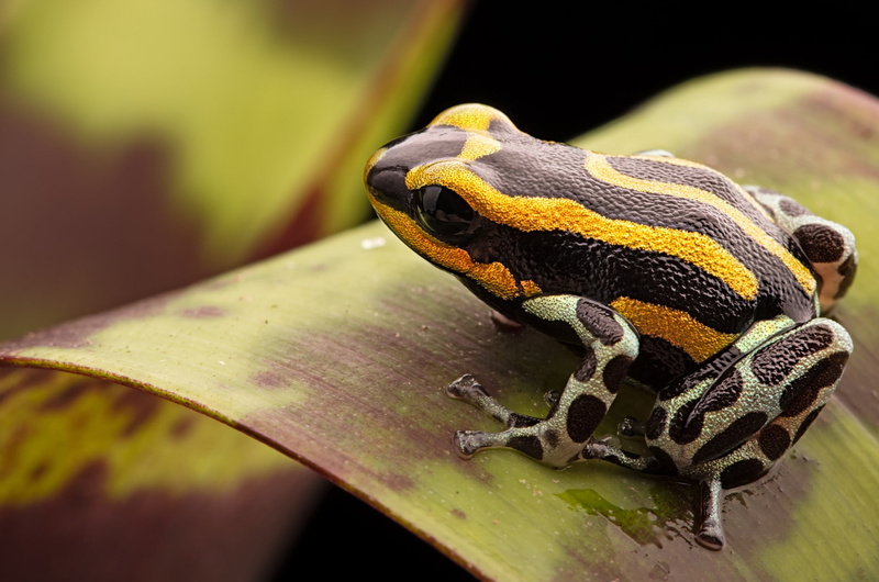 Frogs, Poison dart frog, 1080P