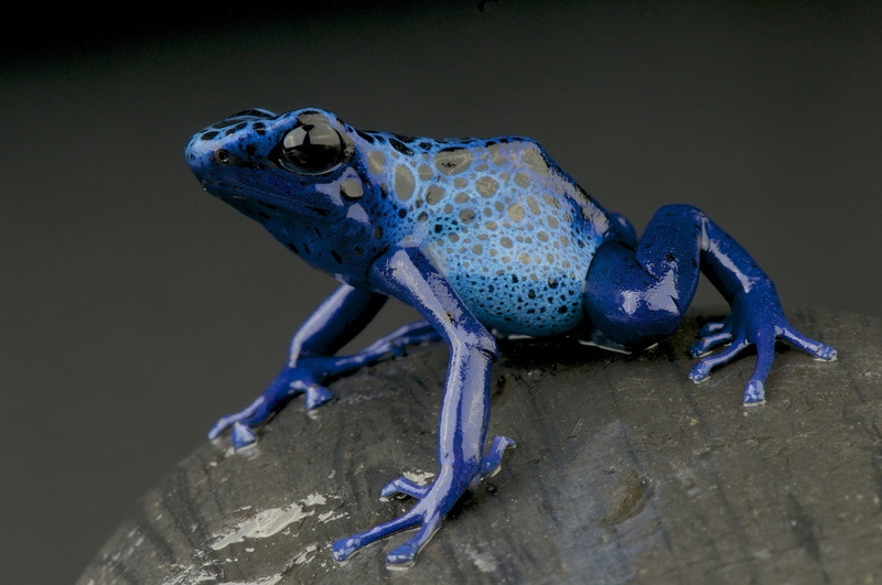 Frogs, 1080P, Poison dart frog