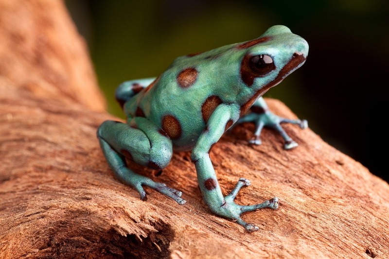 Frogs, Poison dart frog, 1080P