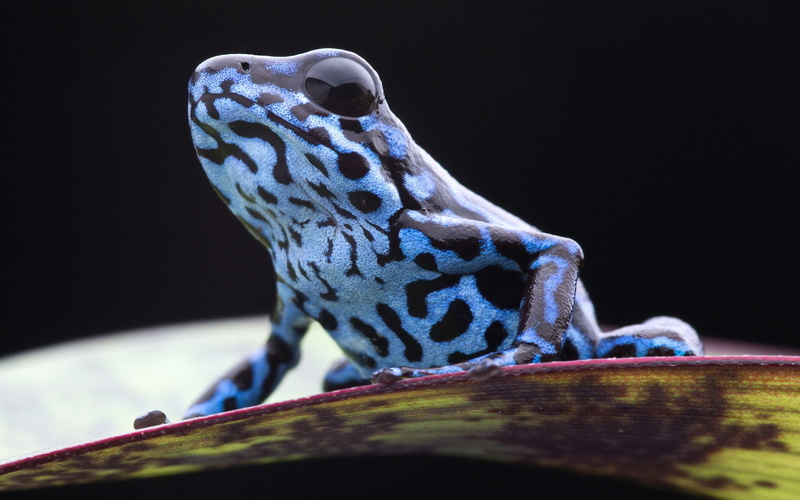 animal themes, close-up, Frogs, nature, vertebrate, Frog, reptile, 1080P, animal body part, animals in the wild, perching, outdoors, selective focus, animal wildlife