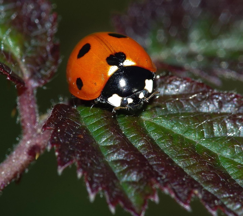 macro, animal themes, one animal, plant part, plant, day, orange color, growth, no people, animal, outdoors, ladybug, beetle, insect, nature, beauty in nature