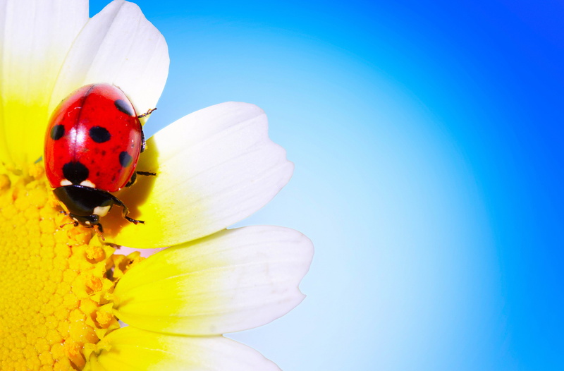bright, freshness, 4K, invertebrate, insect, ladybird, animal, inflorescence, pollen, meadow, grass, fragility, no people, environment, multi Colored