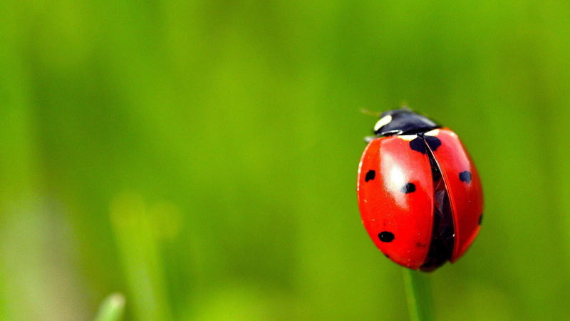 animal, ladybird, insect, spotted, animal markings, day, outdoors, beauty in nature, focus on foreground, one animal, cute, ladybug, beetle, small, romantic