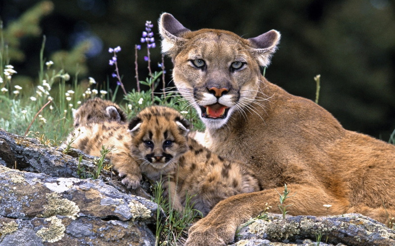 animals In The Wild, mammal, rock - object, savannah, lioness, male Animal, puma, large, animal wildlife, young animal, wildlife, vertebrate, brown, looking