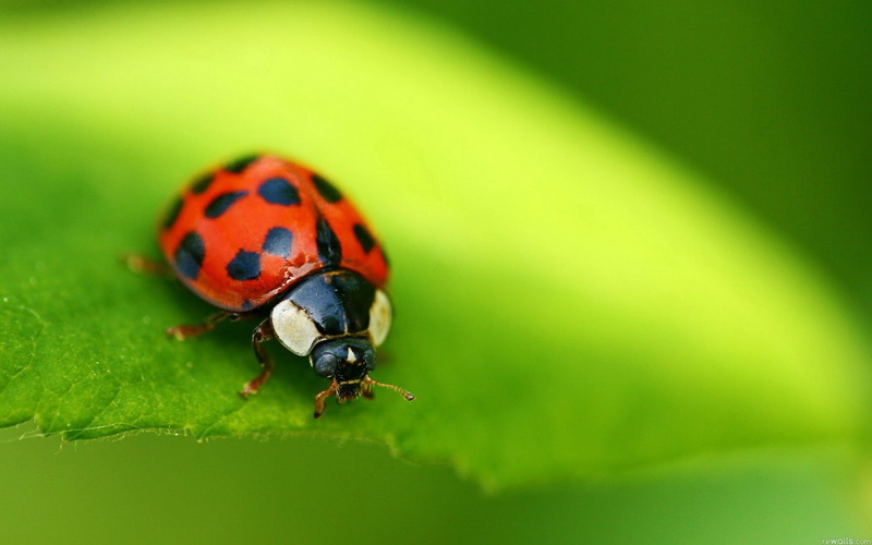 ladybug, environment, black Color, close-up, outdoors, plant part, springtime, selective focus, spotted, 1080P, one animal, no people, animals in the wild