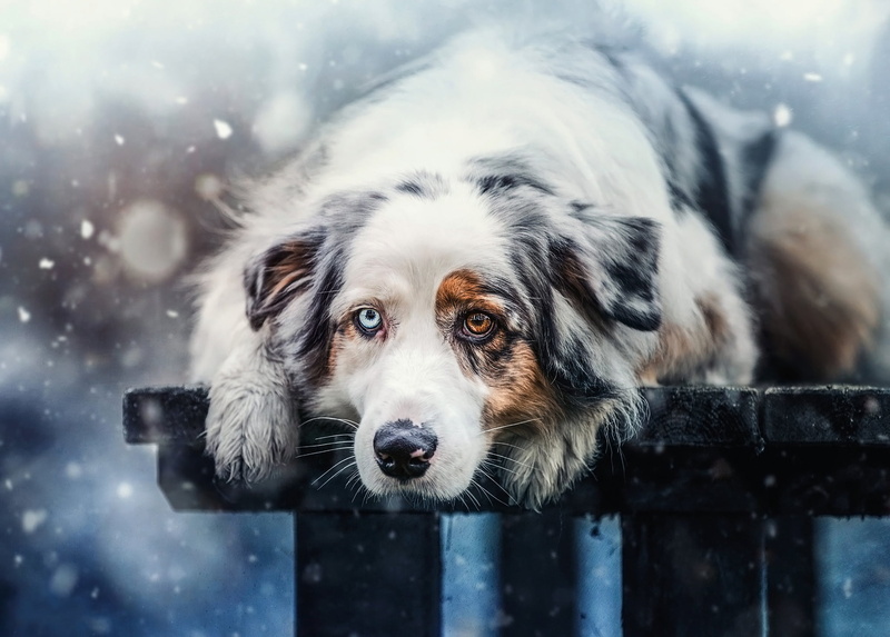 spotted, photoart, snow, bench, 1080P, background, face, Australian shepherd, dog, nature, paws, Aussie, winter, mood, snowfall, look, portrait, lies