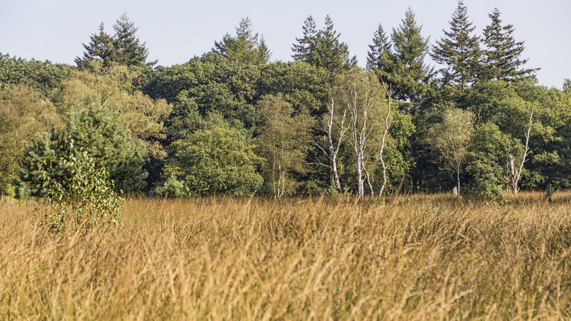4K, nature, Netherlands, De Hoge Veluwe