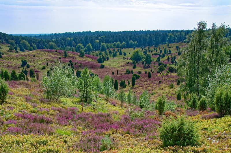 heather, landscape, 8K, sky, tranquility, environment, scenics - nature, plant, growth, heathland, germany, land, tree, foliage, day, autumn, outdoors