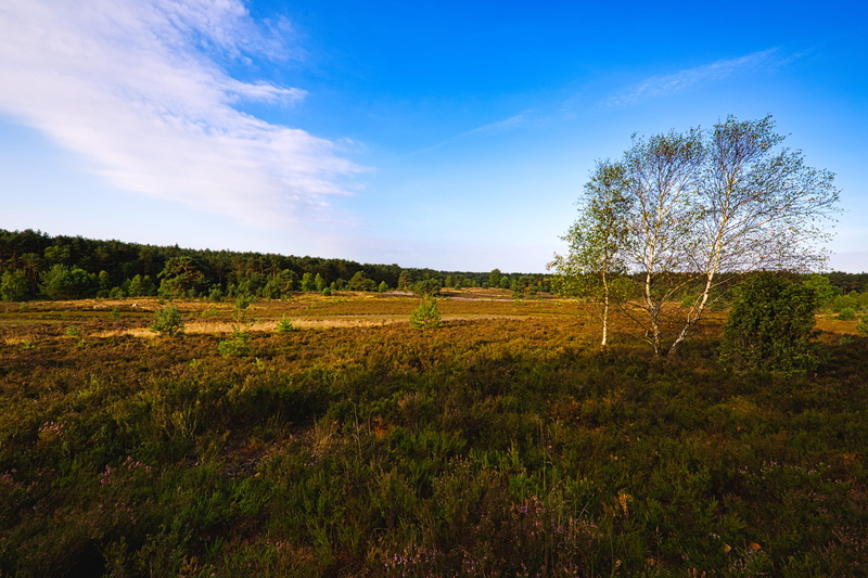 heide, germany, outdoors, heather blossoms, environment, nature, no people, cloud - sky, beauty in nature, flowers, hiking, scenics - nature, green color