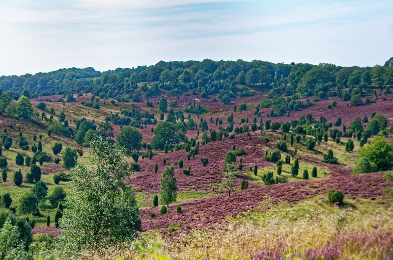 8K, heathland, idyllic, heather, nature, tree, tranquility, plant, no people, land, outdoors, growth, tranquil scene, lüneburg heath, cloud - sky, scenics - nature