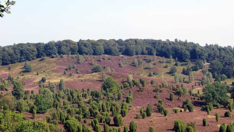 coniferous tree, hiking, non-urban scene, environment, Blossoms, high angle view, beauty in nature, flowers, landscape, pine tree, bee house, Lüneburg Heath