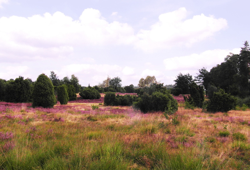 nature, non-urban scene, flowers, plant, growth, field, plain, grass, flowering plant, beauty in nature, pink, no people, tranquil scene, lüneburg, heather