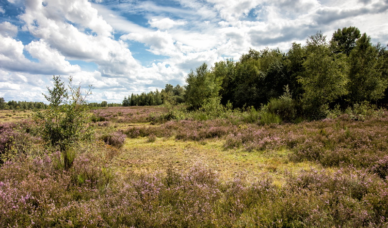 heide, green color, non-urban scene, cloud - sky, beauty in nature, scenics - nature, grasses, heather, ericaceae, sky, no people, tranquil scene, land
