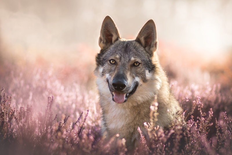 face, look, 5K, Volkosob, a hybrid of dog and wolf, bokeh, Heather