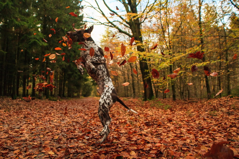 Dogs, Dog, German Shorthaired Pointer, 1080P