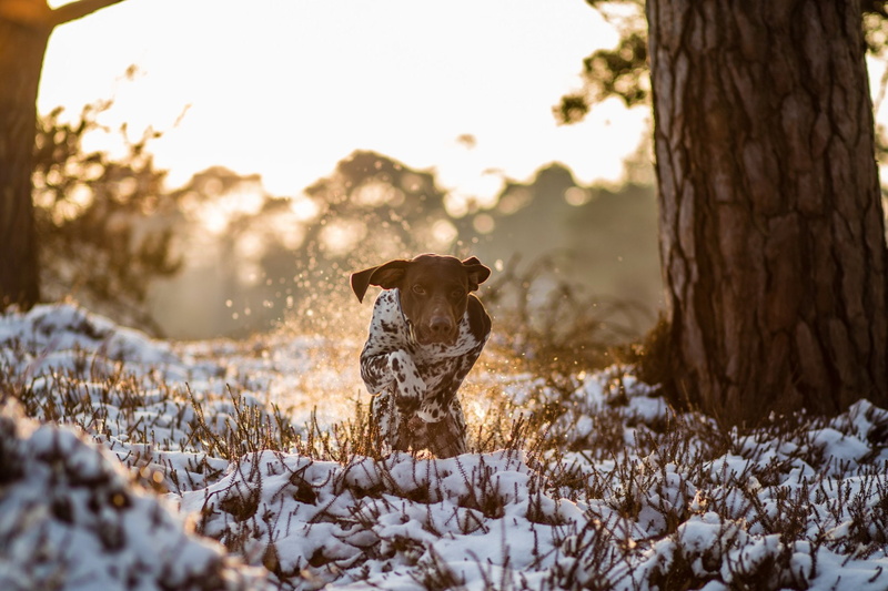 Dog, Dogs, German Shorthaired Pointer, 1080P
