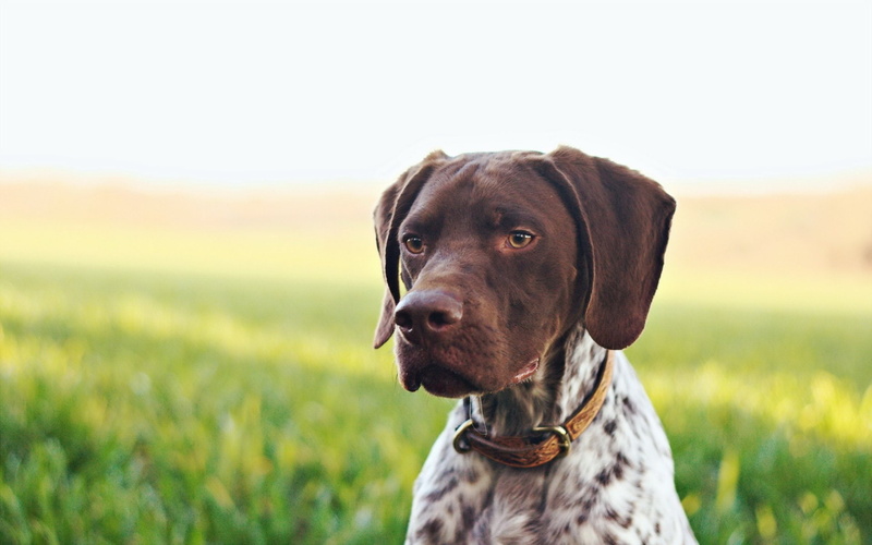 German Shorthaired Pointer, 1080P, Dogs, Dog