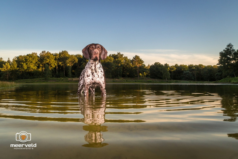 German Shorthaired Pointer, Dogs, Dog, 1080P