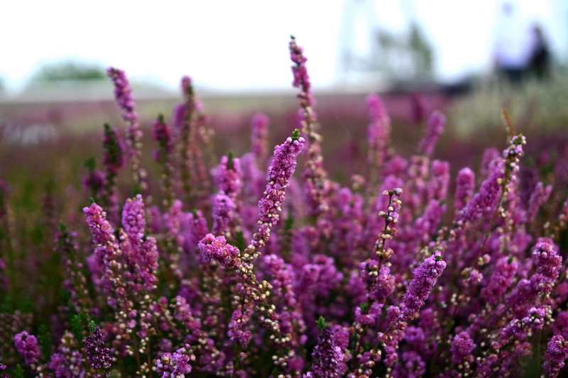 flowering plant, herb, lavender colored, lavender, 4K, aromatherapy, field, food, flower, selective focus, springtime, heather, botany, copernicus science center