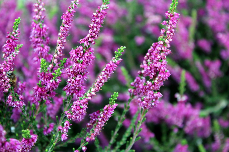 growth, fragility, photo, medicine, blooming, botany, violet flowers, flowering, close-up, flowerbed, outdoors, sage, vegetation, flower head, flowering plant