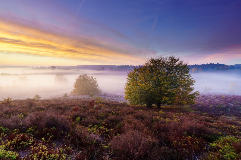field, Heather, 1080P, fog, shrub