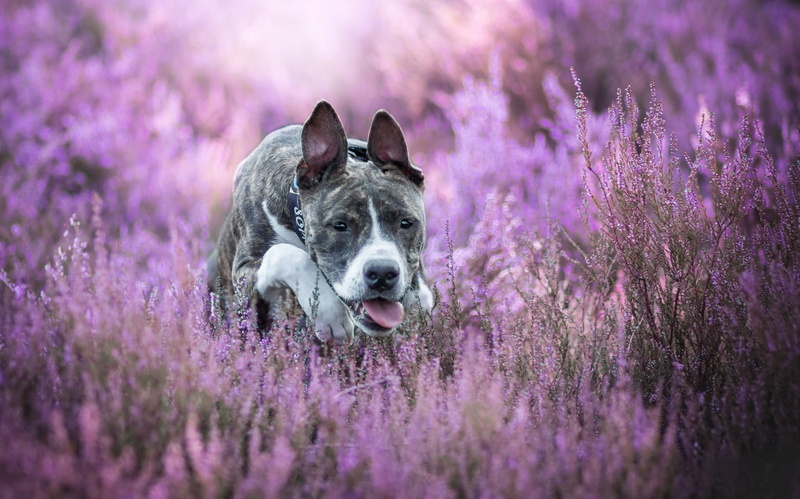bokeh, American Staffordshire Terrier, 2K, dog, Heather