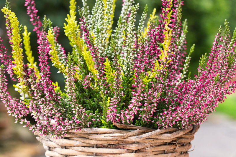 lavender, heide, container, basket, vulnerability, no people, focus on foreground, flower head, close up, close-up, growth, springtime, nature, flowers