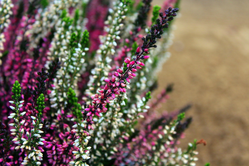 field, sage, no people, colored, growth, flowerbed, flower head, nature, violet, outdoors, flowering, vulnerability, ornamental garden, garden, herb, close-up