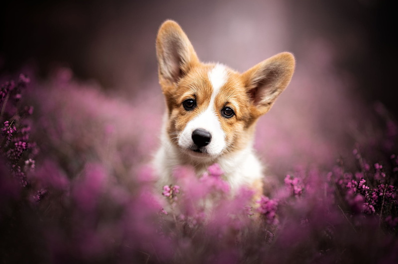 Welsh Corgi, puppy, ears, doggie, blur, Heather, look, face, dog, 1080P