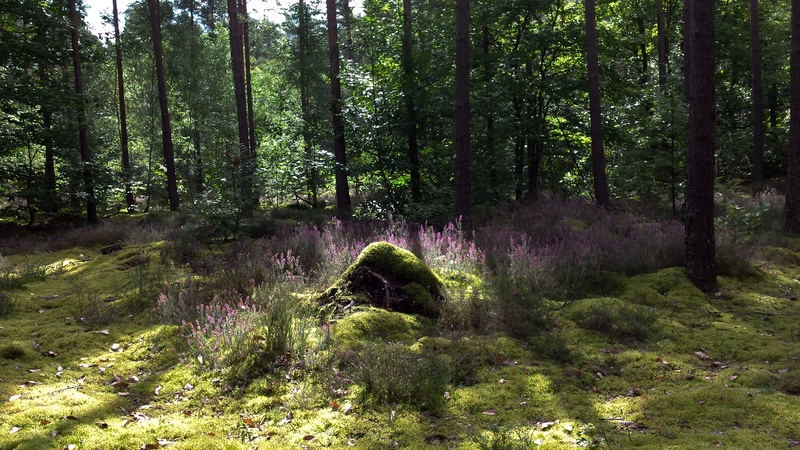 trunk, scenics - nature, tranquil scene, undergrowth, forest, tree, day, heather, non-urban scene, plant, foliage, tranquility, pine tree, lush foliage