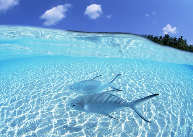 sky, water, two, beauty In Nature, coral, vertebrate, turquoise colored, undersea, sea, blue, steam, gray, animals In The Wild, swimming pool, fish, group of animals
