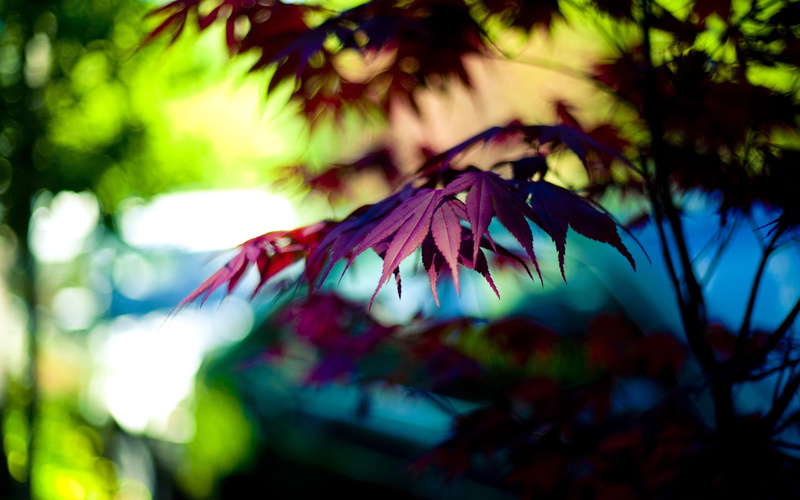 Bokeh, 2K, Purple, Maple, Autumn, leaf, Leaves, tree