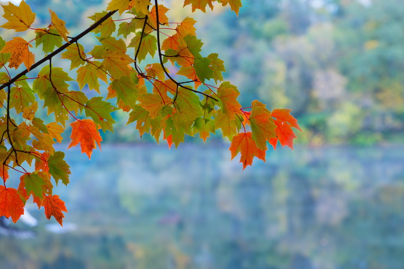 2K, maple, banches, leaves, branches, Autumn, background