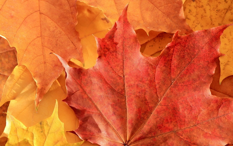 vulnerability, vibrant Color, falling, red, no People, plant part, color Image, plant, outdoors, maple Tree, backgrounds, leaf, textured, full frame, november