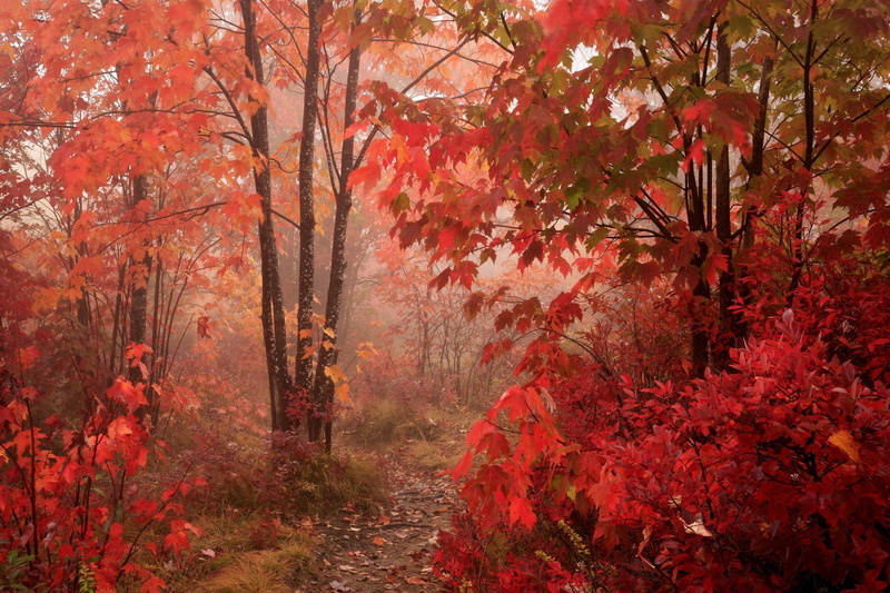 park, maple leaves, 1080P, trees