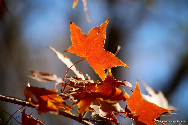 orange color, natural condition, focus on foreground, 720P, maple leaf, plant, maple tree, close-up, autumn, maple leaves, growth, fall, change, outdoors