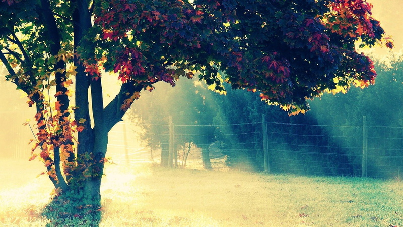 trees, flower, tranquil scene, 1080P, grass, plant part, tree trunk, sunlight, growth, water, fence, nature, flowering plant, maple leaves, day, outdoors