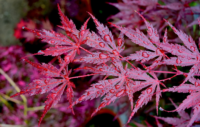 autumn, leaves, plant, shot, nature, macro, water, maples, drops, 5K, leaf, photo