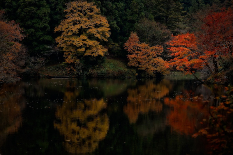 change, plant, trees, no people, reflection, tranquil scene, autumn, outdoors, day, tranquility, scenics - nature, landscape, maple leaves, water, nature
