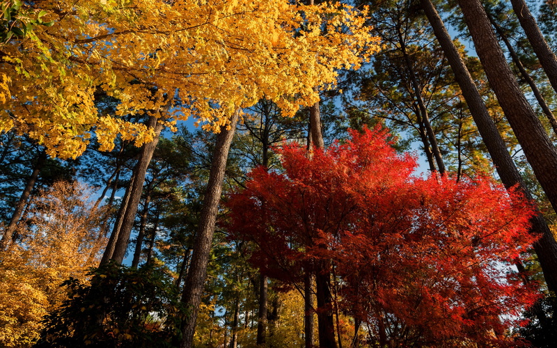 leaf, branch, trees, tree canopy, tree, trunk, tree trunk, day, autumn collection, natural condition, yellow, change, tranquility, landscape, forest, red