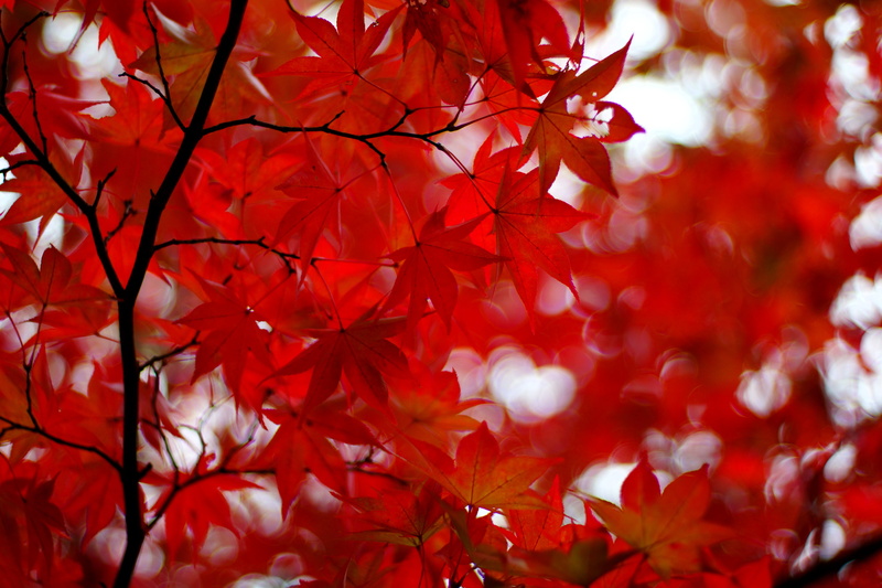 branch, nature, plant part, freshness, autumn, acer japonicum, close-up, leaf, day, growth, maple, leaves, maple tree, beauty in nature, amur maple, glare