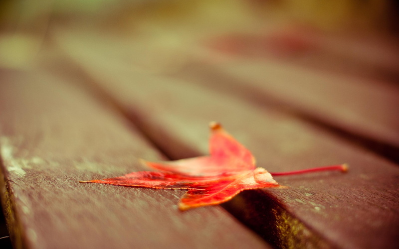 change, selective focus, beauty in nature, outdoors, maple, leaf, fragility, plant, single object, food, backgrounds, nature, 2K, decoration, textured
