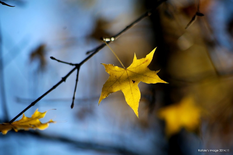 change, yellow, day, dry, beauty in nature, fall, outdoors, autumn collection, maple, autumn, plant, close-up, maple leaf, maple tree, plant part, 720P