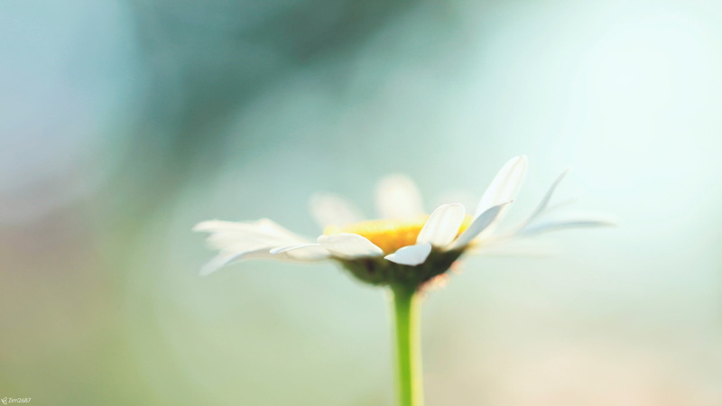plastic, growth, flower, inflorescence, fragility, plant, freshness, sepal, close-up, yellow, plant stem, macro, flowers, outdoors, beauty in nature, 2K